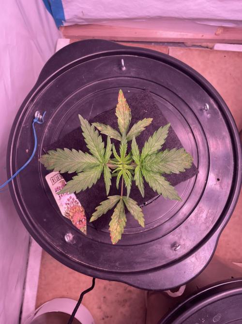 Kings Juice DWC. Week 3