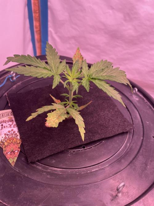 Kings Juice DWC. Week 3