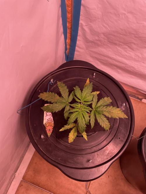 Kings Juice DWC. Week 3