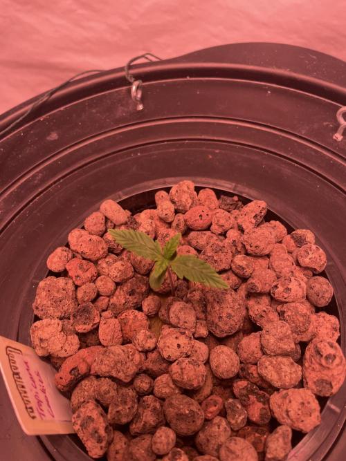 Tropicana Cookies Auto. Week 1