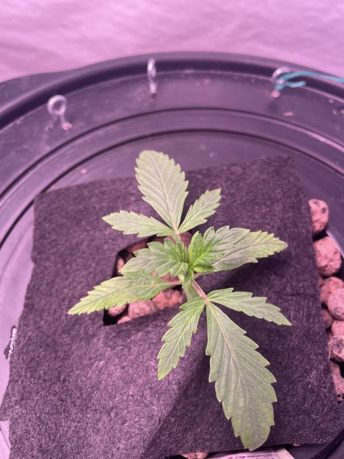 Tropicana Cookies Auto. Week 2