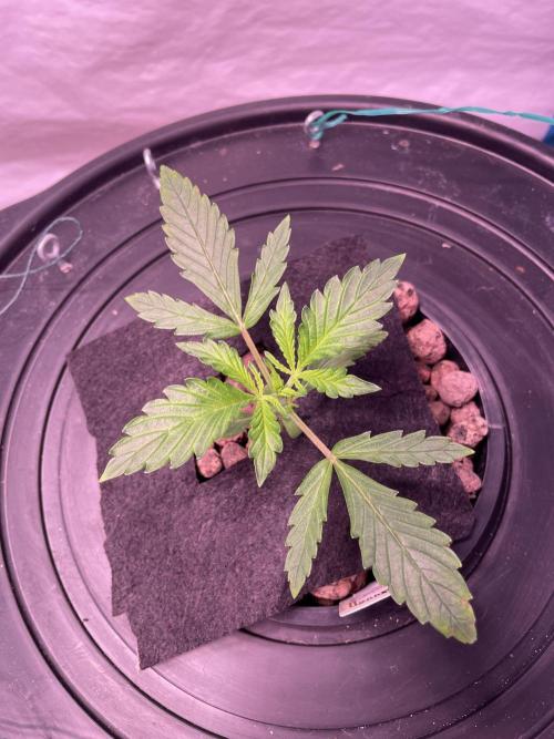 Tropicana Cookies Auto. Week 2