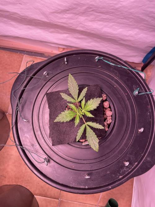 Tropicana Cookies Auto. Week 2