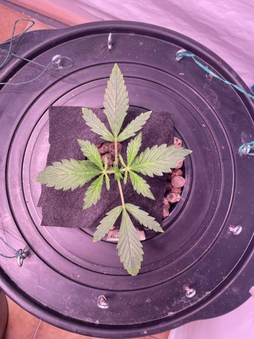 Tropicana Cookies Auto. Week 2