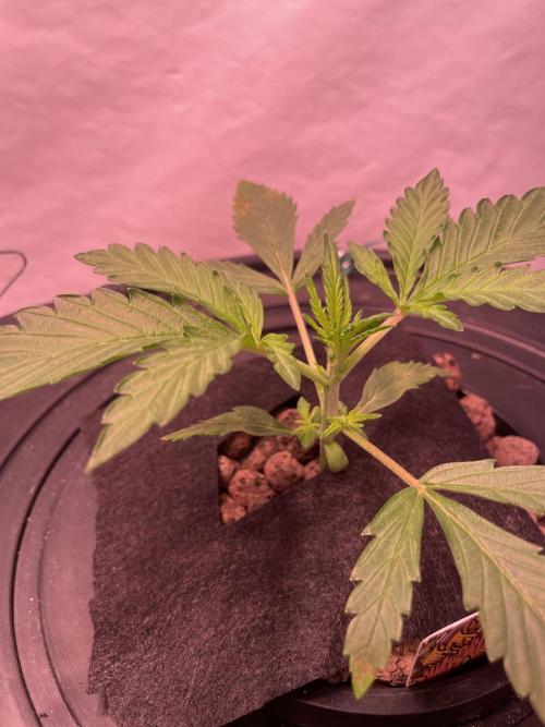 Tropicana Cookies Auto. Week 3