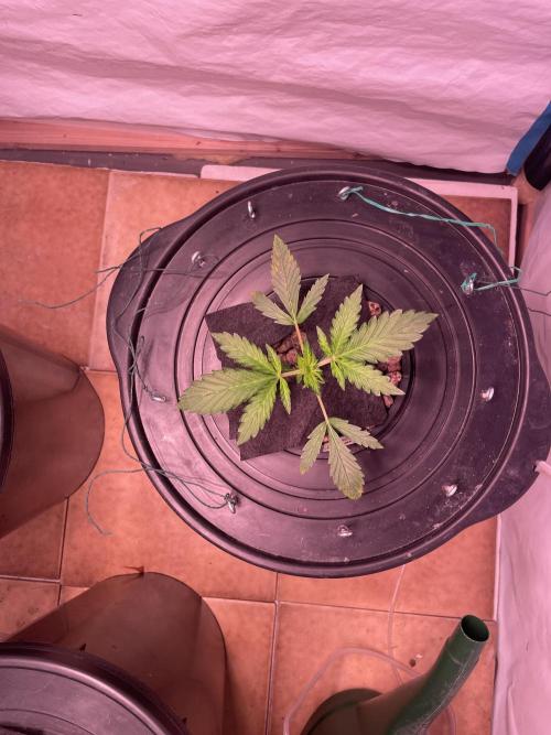 Tropicana Cookies Auto. Week 3