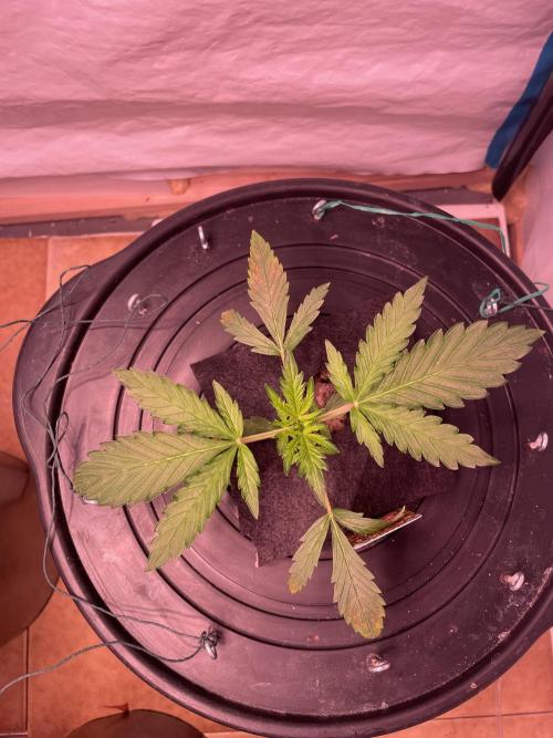 Tropicana Cookies Auto. Week 3