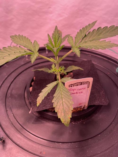 Tropicana Cookies Auto. Week 3