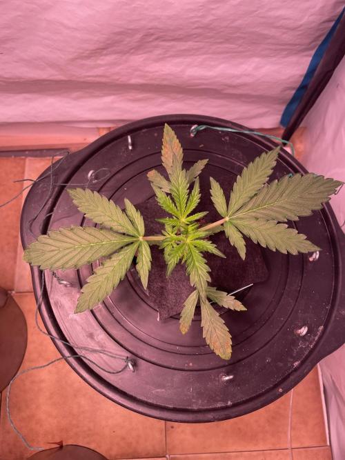 Tropicana Cookies Auto. Week 3