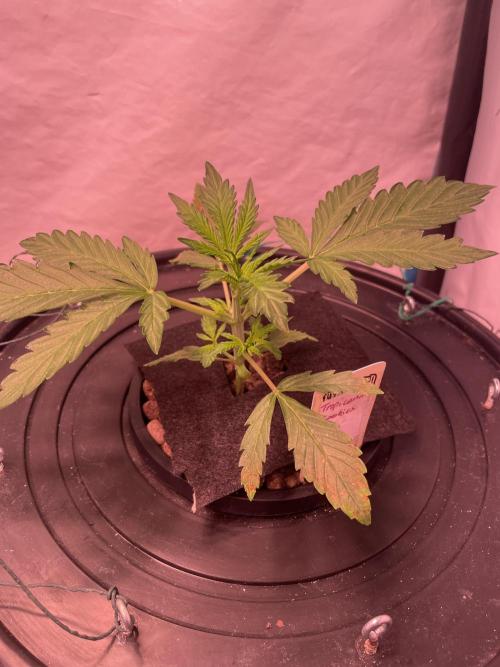 Tropicana Cookies Auto. Week 3