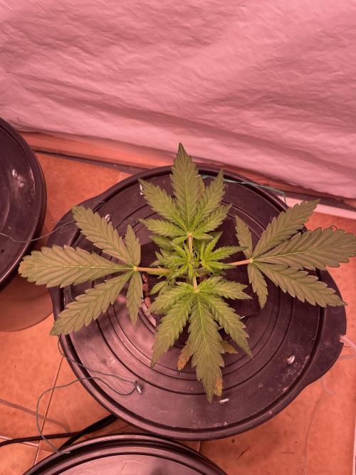 Tropicana Cookies Auto. Week 3