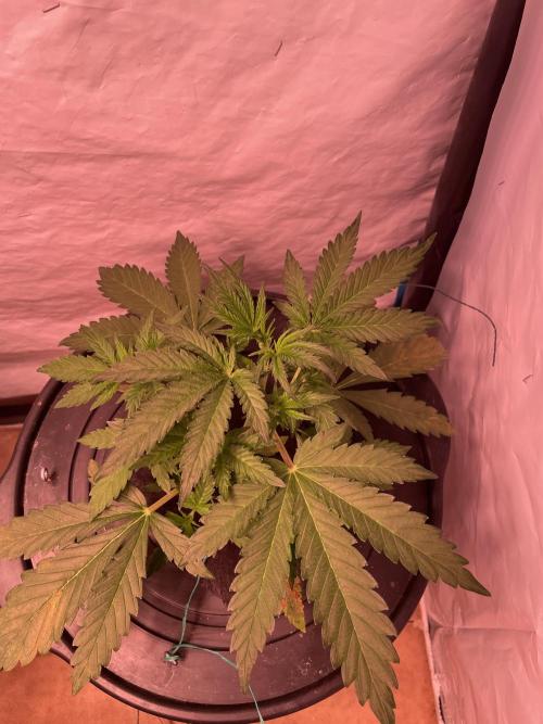 Tropicana Cookies Auto. Week 4