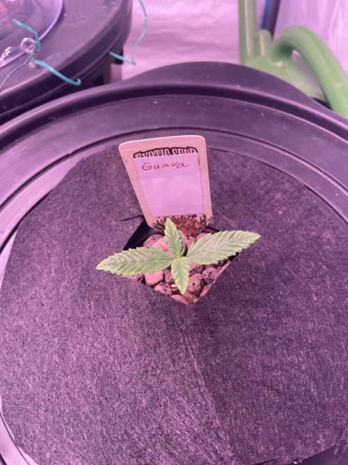 Guava Auto DWC - fastbuds. Week 1