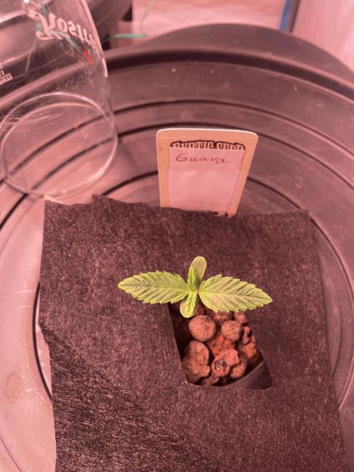 Guava Auto DWC - fastbuds. Week 1