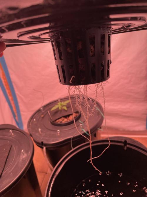 Guava Auto DWC - fastbuds. Week 2