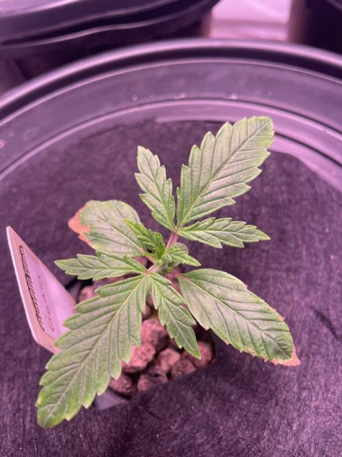 Guava Auto DWC - fastbuds. Week 2