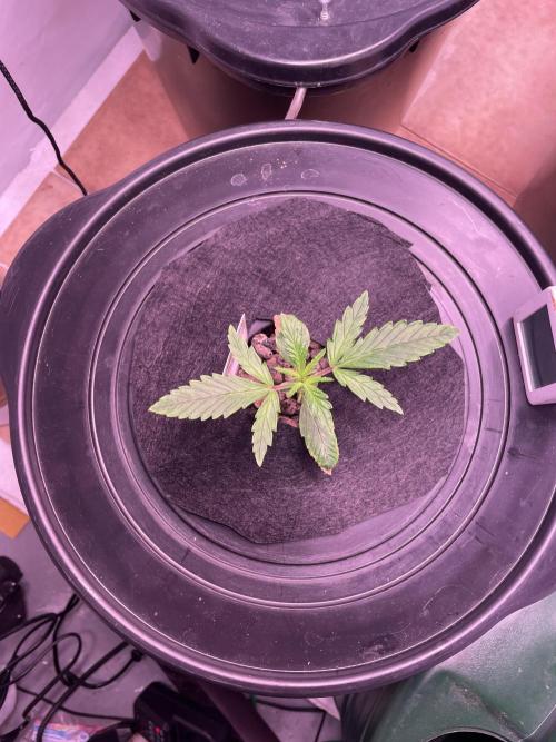 Guava Auto DWC - fastbuds. Week 2