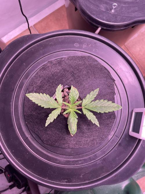 Guava Auto DWC - fastbuds. Week 2