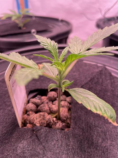 Guava Auto DWC - fastbuds. Week 2