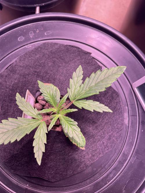 Guava Auto DWC - fastbuds. Week 2