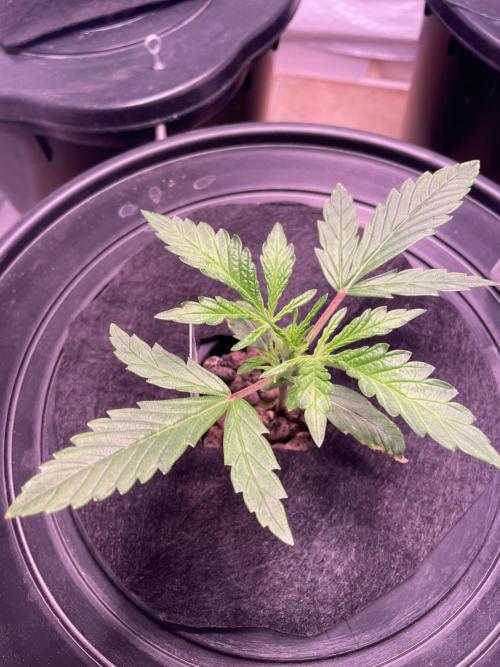 Guava Auto DWC - fastbuds. Week 3