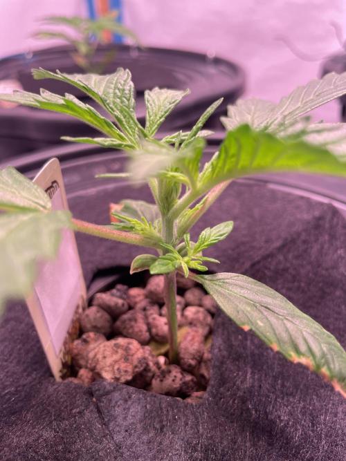 Guava Auto DWC - fastbuds. Week 3