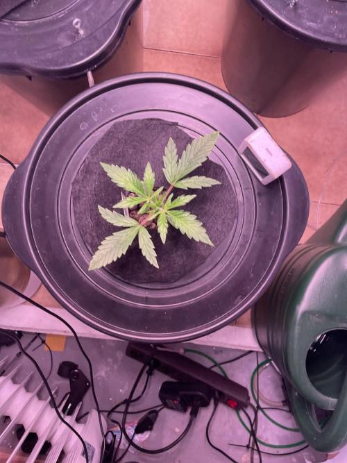 Guava Auto DWC - fastbuds. Week 3