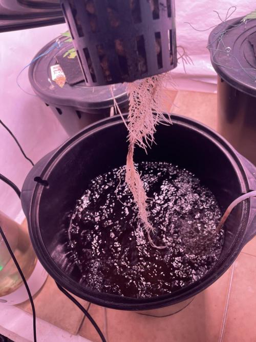 Guava Auto DWC - fastbuds. Week 3