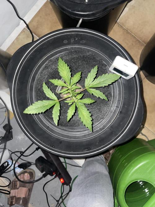 Guava Auto DWC - fastbuds. Week 3