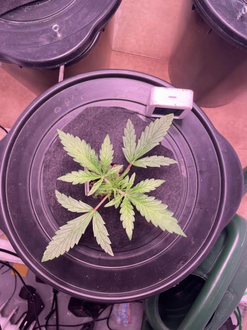 Guava Auto DWC - fastbuds. Week 3