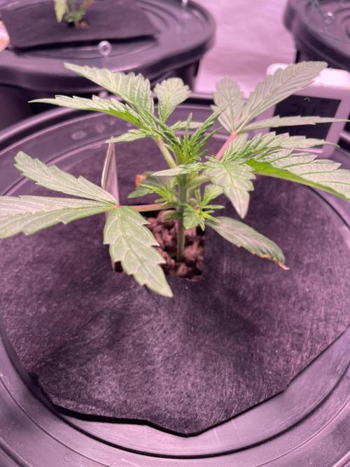 Guava Auto DWC - fastbuds. Week 3