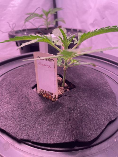 Guava Auto DWC - fastbuds. Week 3