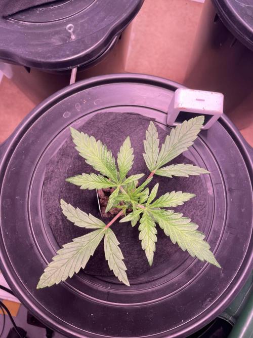 Guava Auto DWC - fastbuds. Week 3