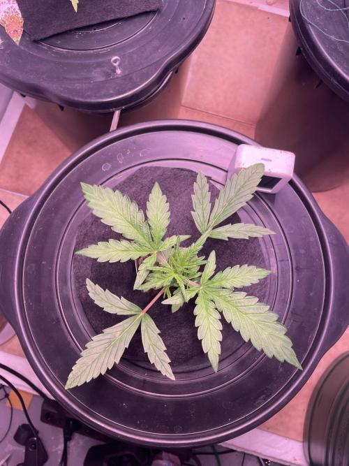 Guava Auto DWC - fastbuds. Week 3