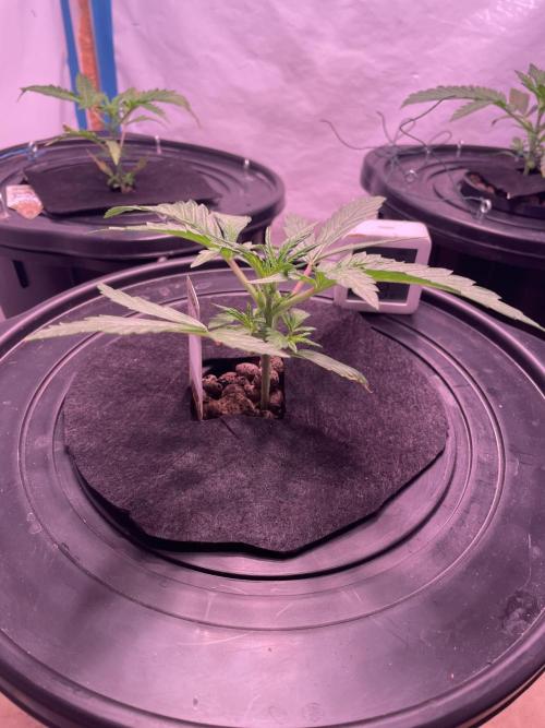 Guava Auto DWC - fastbuds. Week 3