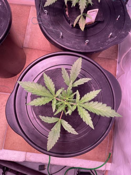 Guava Auto DWC - fastbuds. Week 3