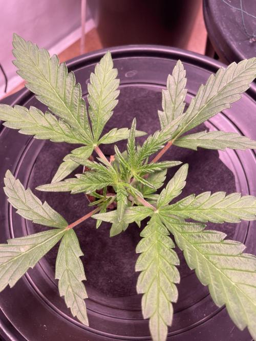 Guava Auto DWC - fastbuds. Week 3