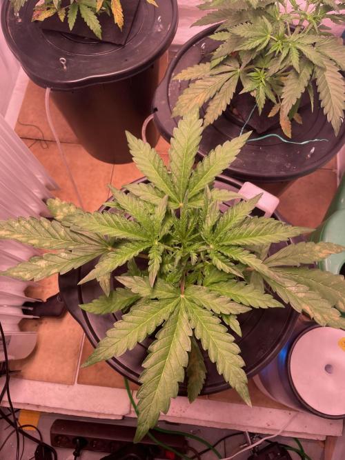 Guava Auto DWC - fastbuds. Week 4