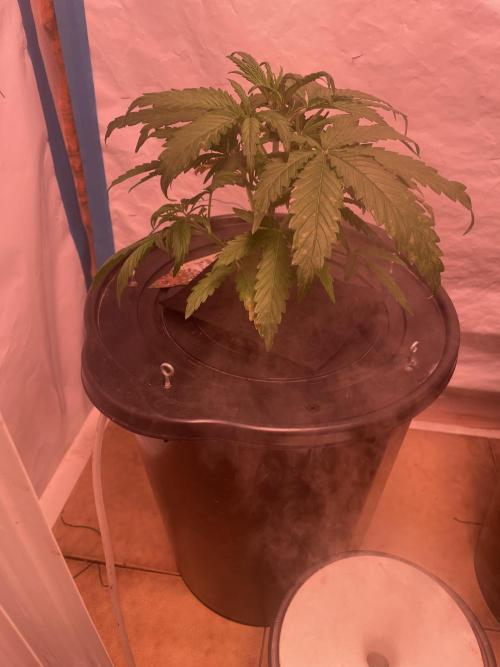 Kings Juice DWC. Week 4 - some days later - end of week 4