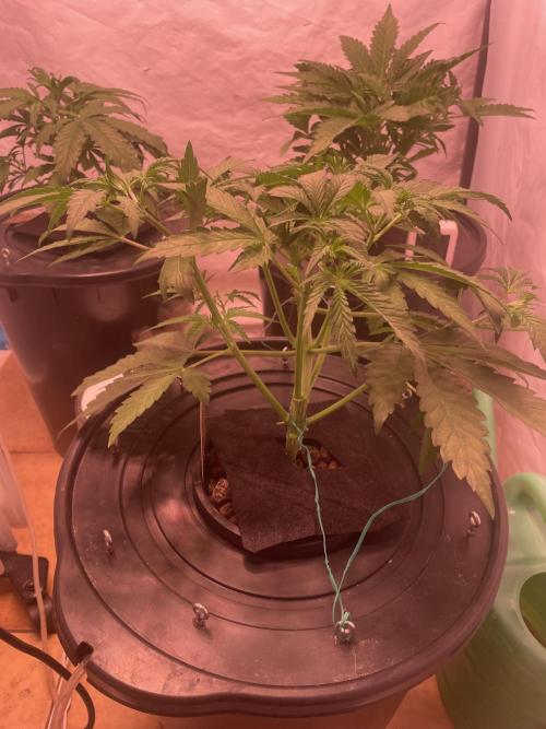 Tropicana Cookies Auto. Week 4 - end of week 4