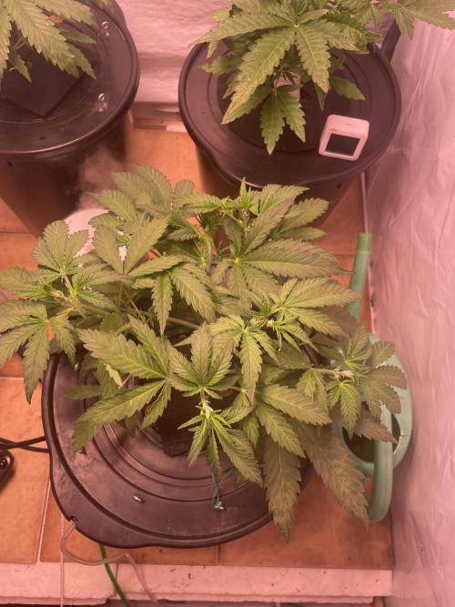 Tropicana Cookies Auto. Week 4