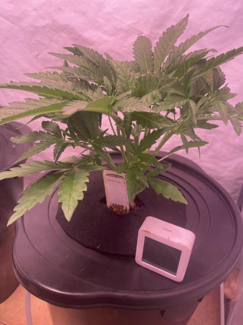Guava Auto DWC - fastbuds. Week 4 - Topping (YES!!!)...
Works with Automatics :-)