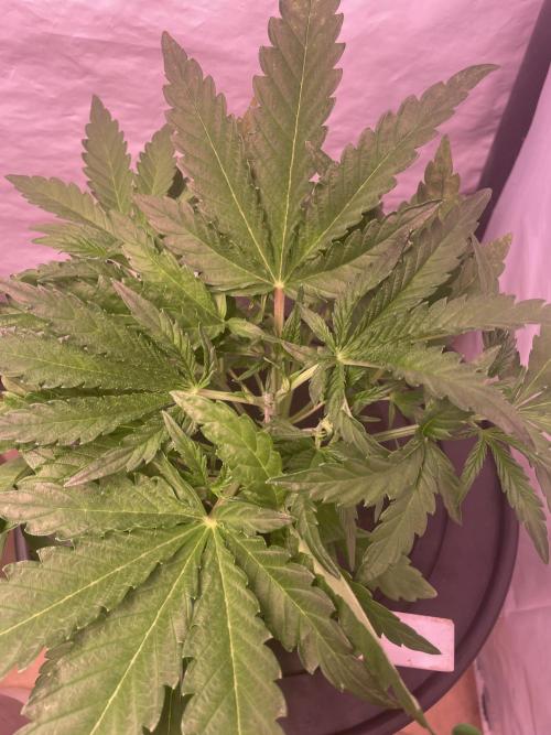 Guava Auto DWC - fastbuds. Week 4
