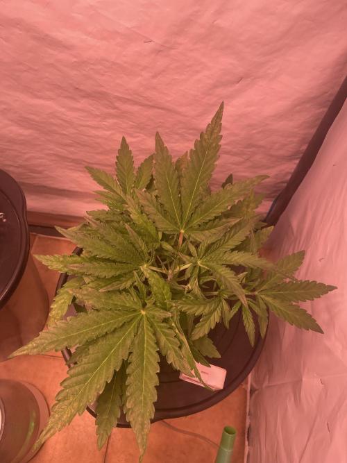 Guava Auto DWC - fastbuds. Week 4