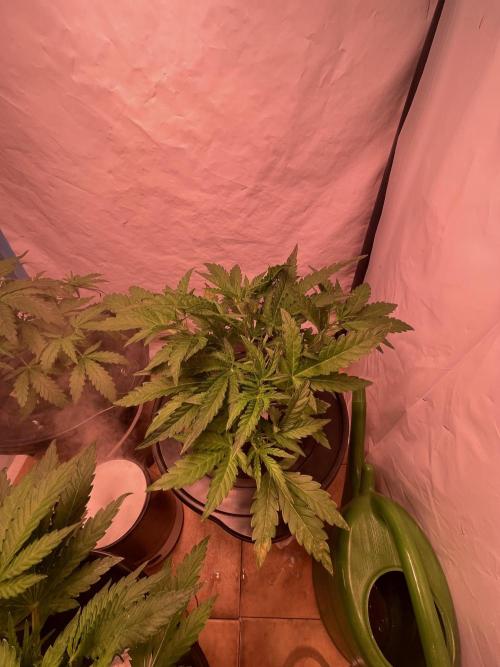 Guava Auto DWC - fastbuds. Week 5
