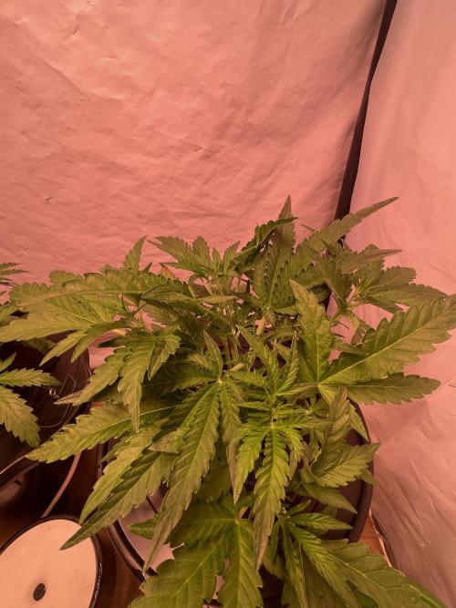 Guava Auto DWC - fastbuds. Week 5