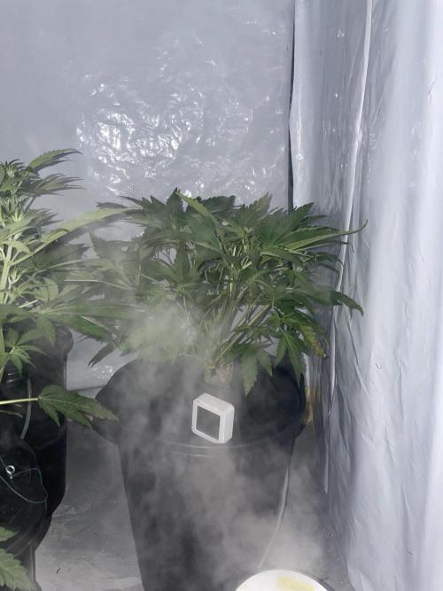 Guava Auto DWC - fastbuds. Week 5