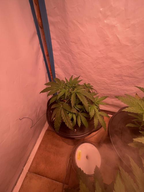 Kings Juice DWC. Week 5