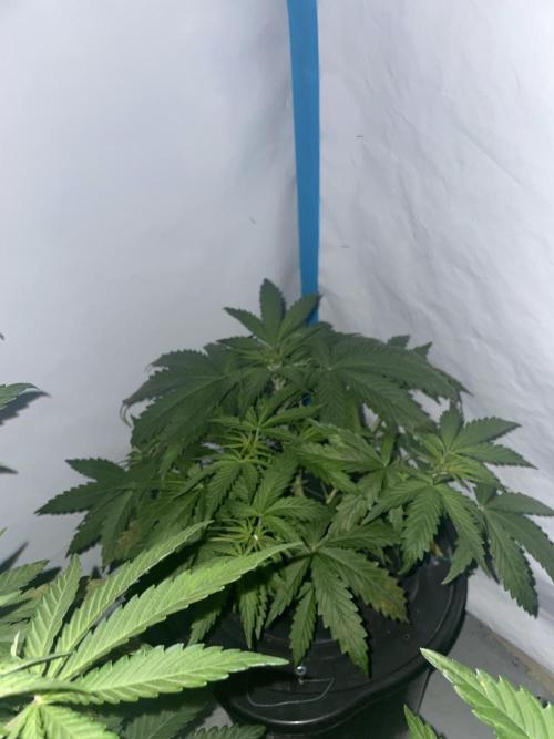 Kings Juice DWC. Week 5