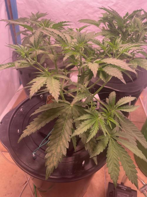 Tropicana Cookies Auto. Week 5